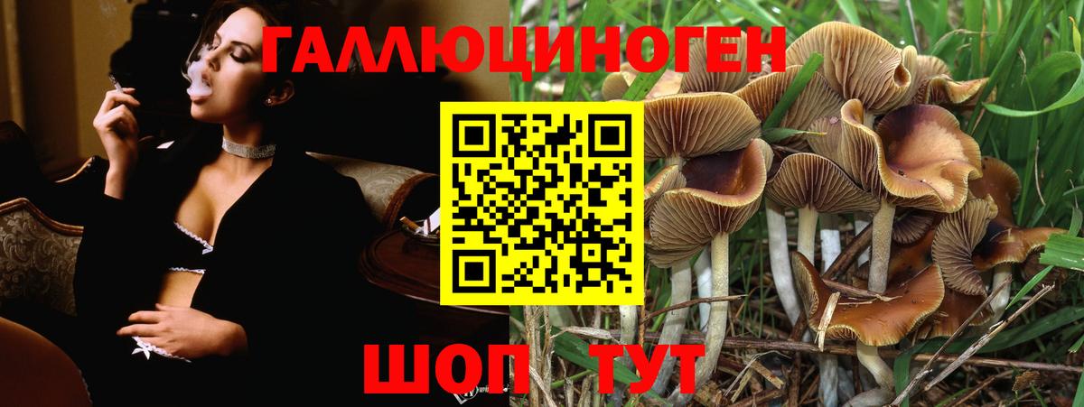 Волхов  Галлюциногенные грибы Psilocybe  наркошоп  Вход с VPN 